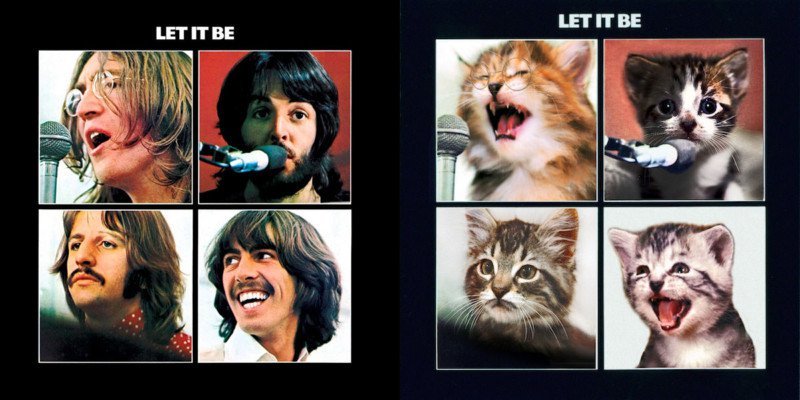 Famosas portadas de álbumes de música recreadas con gatos - Duke  Fotografía: El blog