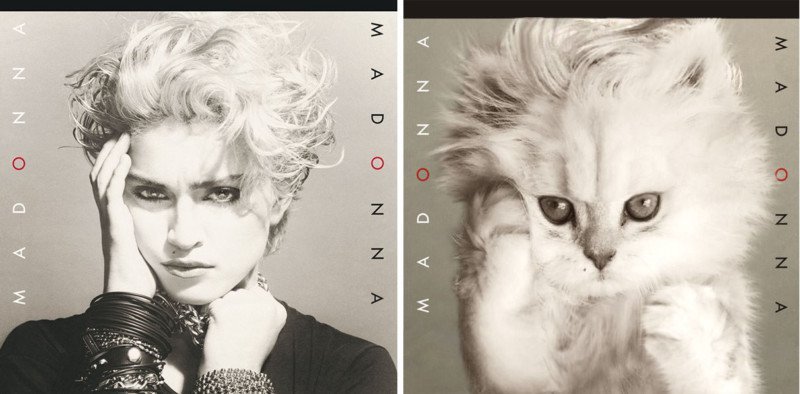 Famosas portadas de álbumes de música recreadas con gatos - Duke  Fotografía: El blog